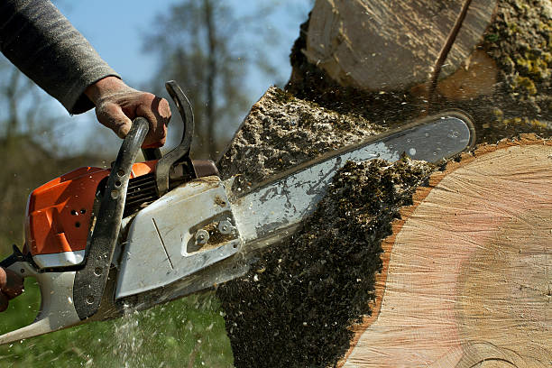 Best Storm Damage Tree Cleanup  in Harrington, DE